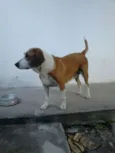 Cacau