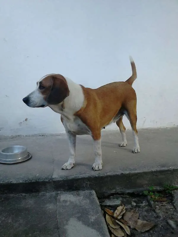 Cachorro ra a Mestiça (beagle) idade 4 anos nome Cacau