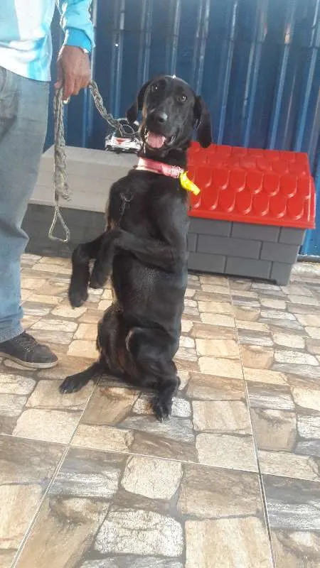 Cachorro ra a weimaraner idade 7 a 11 meses nome Zaira
