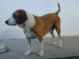 Cacau