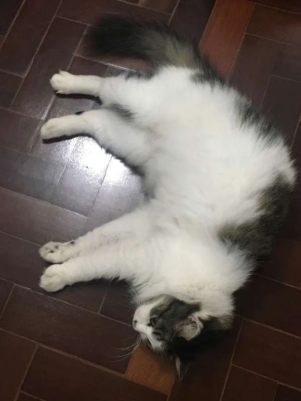 Gato raça persa com siamês  idade 4 anos nome mamãe 