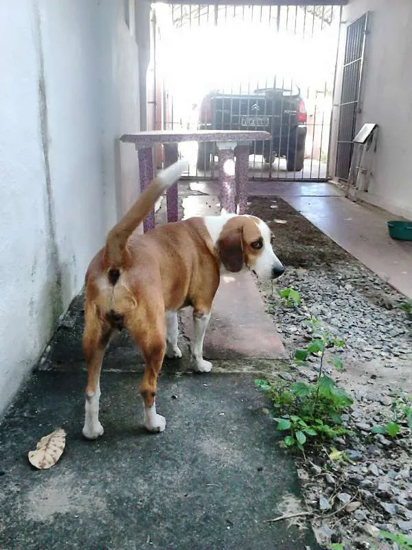 Cachorro ra a Mestiça (beagle) idade 4 anos nome Cacau