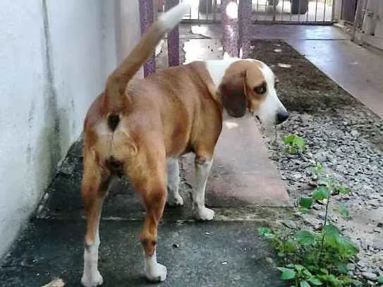 Cachorro ra a Mestiça (beagle) idade 4 anos nome Cacau