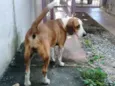 Cacau