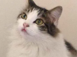Gato raça persa com siamês  idade 4 anos nome mamãe 
