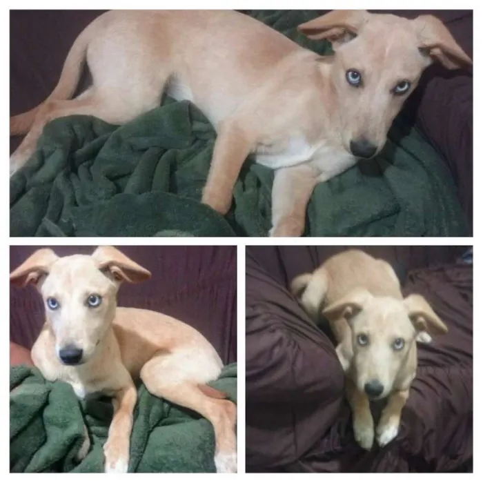 Cachorro ra a SRD idade 2 a 6 meses nome Mel