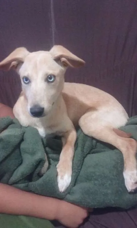 Cachorro ra a SRD idade 2 a 6 meses nome Mel