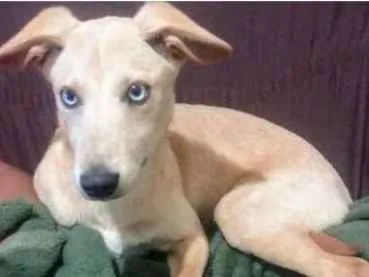 Cachorro ra a SRD idade 2 a 6 meses nome Mel