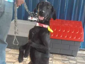 Cachorro raça weimaraner idade 7 a 11 meses nome Zaira