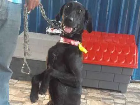 Cachorro ra a weimaraner idade 7 a 11 meses nome Zaira