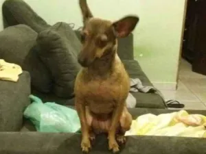 Cachorro raça Pinscher idade 1 ano nome Jully 