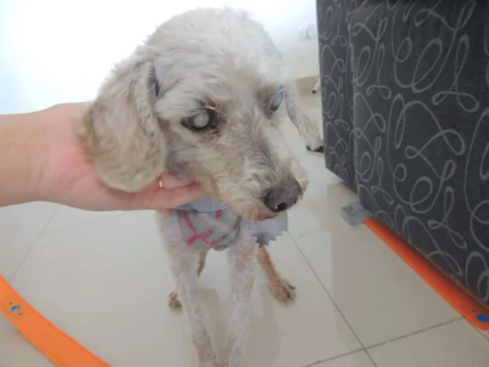 Cachorro ra a Poodle idade 6 ou mais anos nome não sei