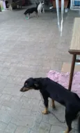 PIRATINHA