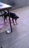 PIRATINHA