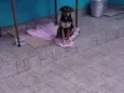 PIRATINHA
