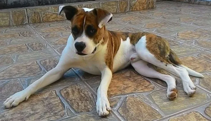 Cachorro ra a SRD idade 1 ano nome Scooby