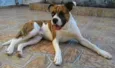 Scooby