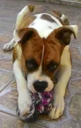 Scooby