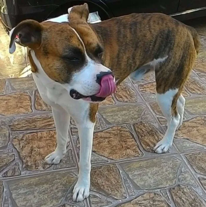 Cachorro ra a SRD idade 1 ano nome Scooby