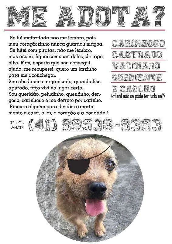 Cachorro ra a sem raça idade 2 anos nome Bonno