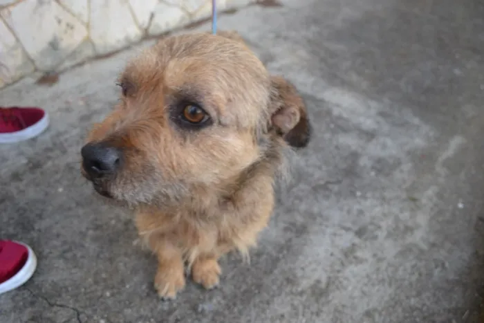 Cachorro ra a sem raça idade 2 anos nome Bonno