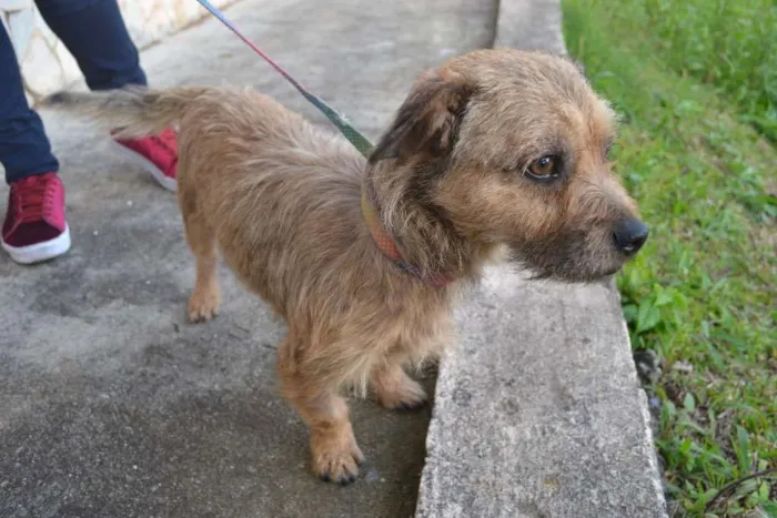Cachorro ra a sem raça idade 2 anos nome Bonno