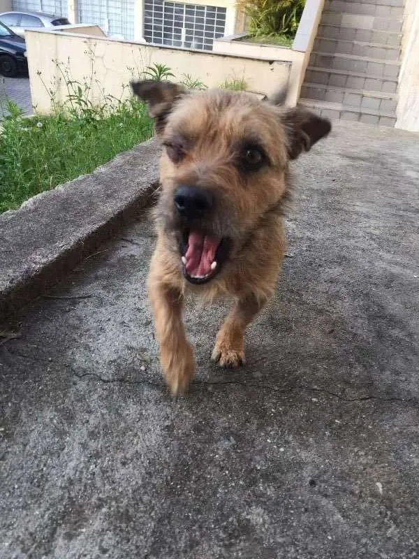 Cachorro ra a sem raça idade 2 anos nome Bonno