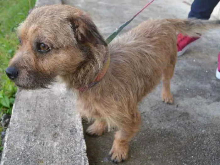 Cachorro ra a sem raça idade 2 anos nome Bonno