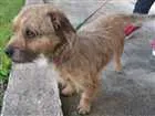 Cachorro raça sem raça idade 2 anos nome Bonno