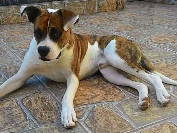 Cachorro ra a SRD idade 1 ano nome Scooby