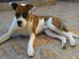 Scooby