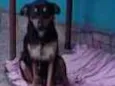 PIRATINHA