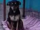 Cachorro raça SRD- CASTRADA idade 1 ano nome PIRATINHA