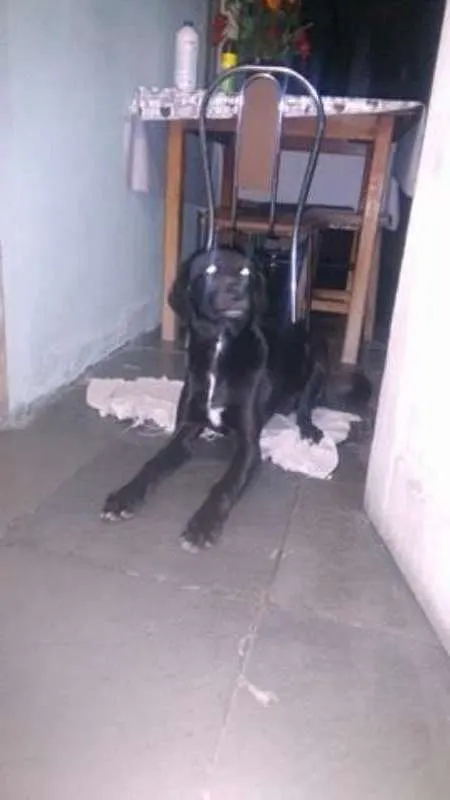 Cachorro raça não definida  idade  nome AQUIM