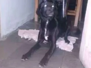 Cachorro raça não definida  idade  nome AQUIM