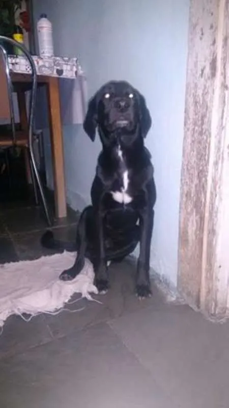 Cachorro raça não definida  idade  nome AQUIM