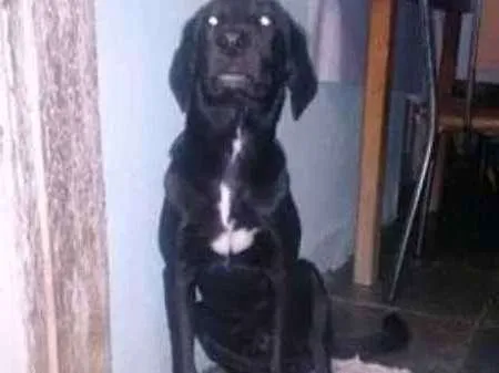 Cachorro raça não definida  idade  nome AQUIM