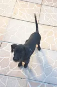 Babi
