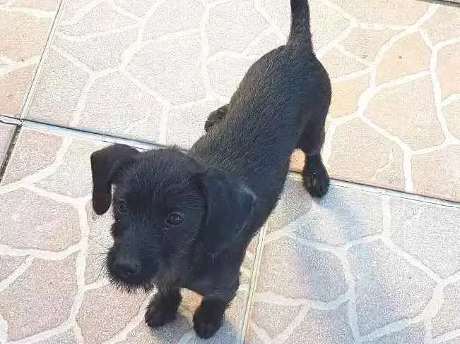 Cachorro ra a SRD idade 2 a 6 meses nome Babi