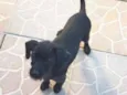 Babi