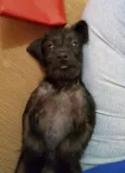 Babi