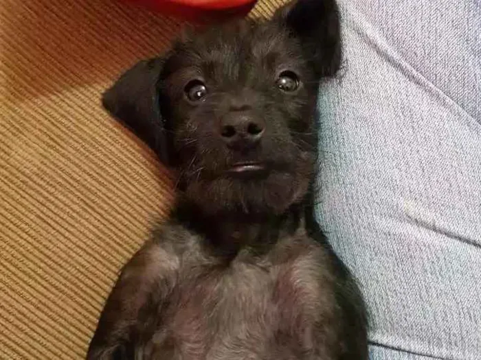 Cachorro ra a SRD idade 2 a 6 meses nome Babi