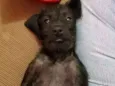 Babi