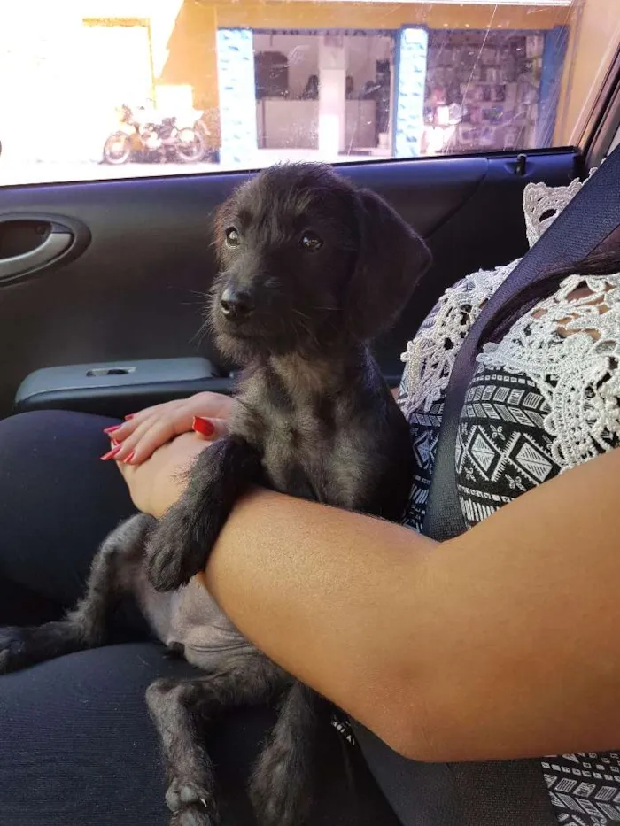 Cachorro ra a SRD idade 2 a 6 meses nome Babi