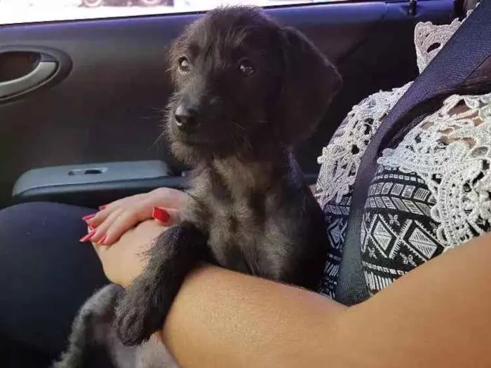 Cachorro ra a SRD idade 2 a 6 meses nome Babi