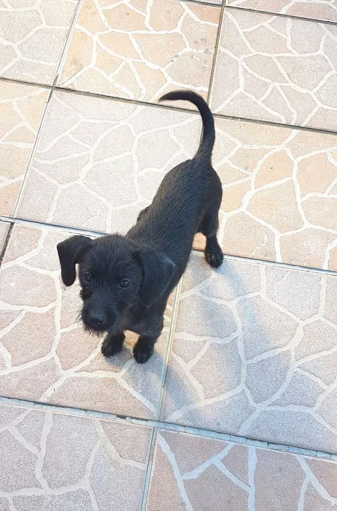 Cachorro ra a SRD idade 2 a 6 meses nome Babi