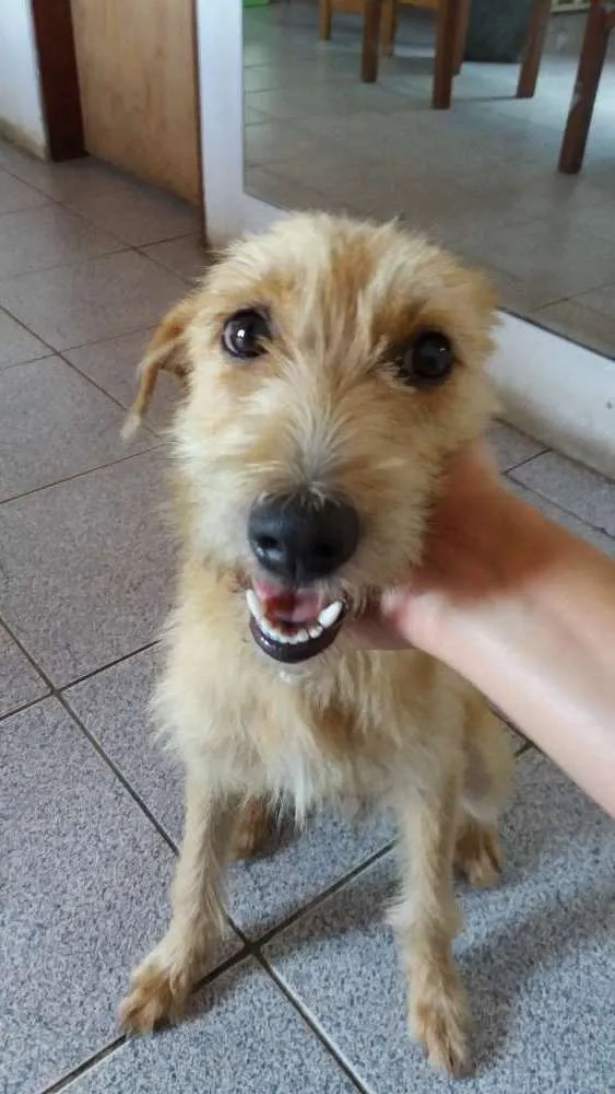 Cachorro ra a SRD idade 2 anos nome Lolla 