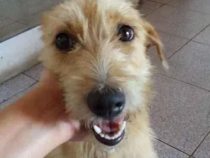 Cachorro raça SRD idade 2 anos nome Lolla 