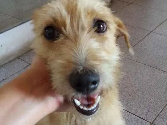 Cachorro ra a SRD idade 2 anos nome Lolla 