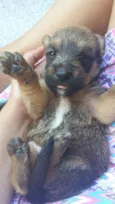 Lobinho 